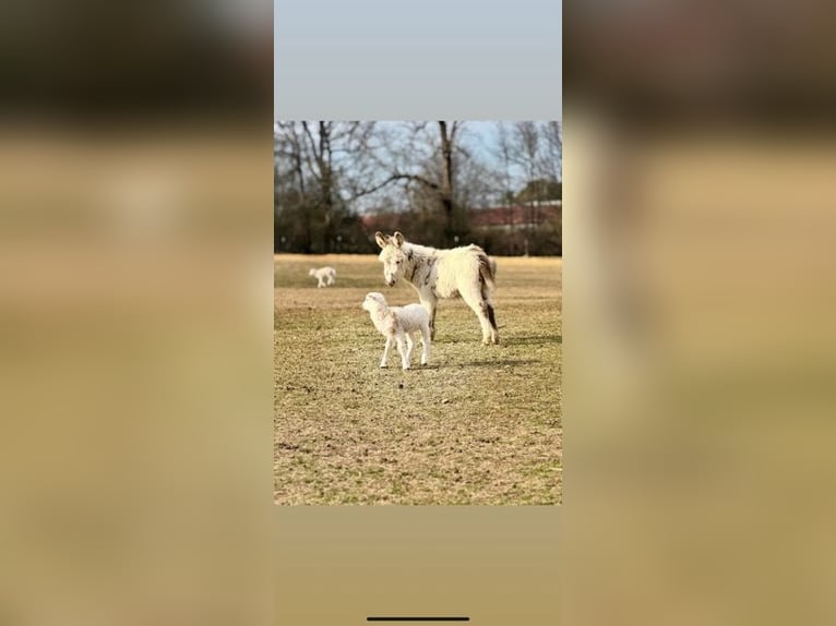 Donkey Stallion 1 year 6 hh White in Carnesville