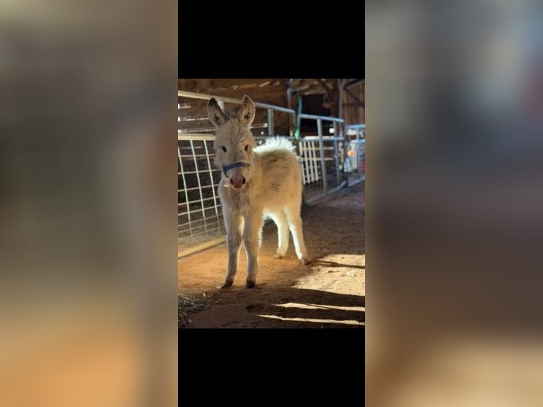 Donkey Stallion 1 year 6 hh White in Carnesville