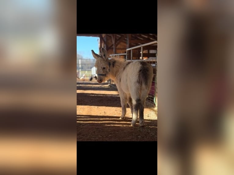 Donkey Stallion 1 year 6 hh White in Carnesville