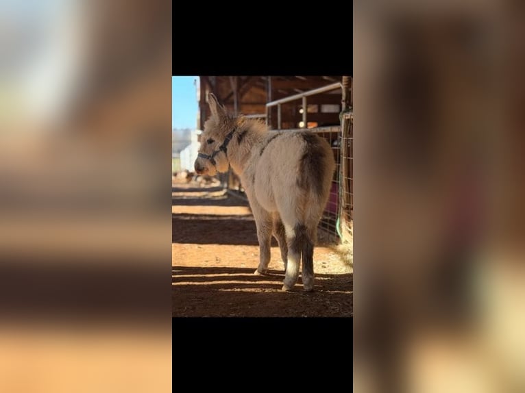 Donkey Stallion 1 year 6 hh White in Carnesville