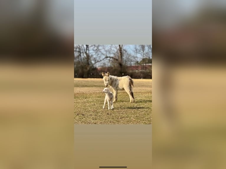 Donkey Stallion 1 year 6 hh White in Carnesville