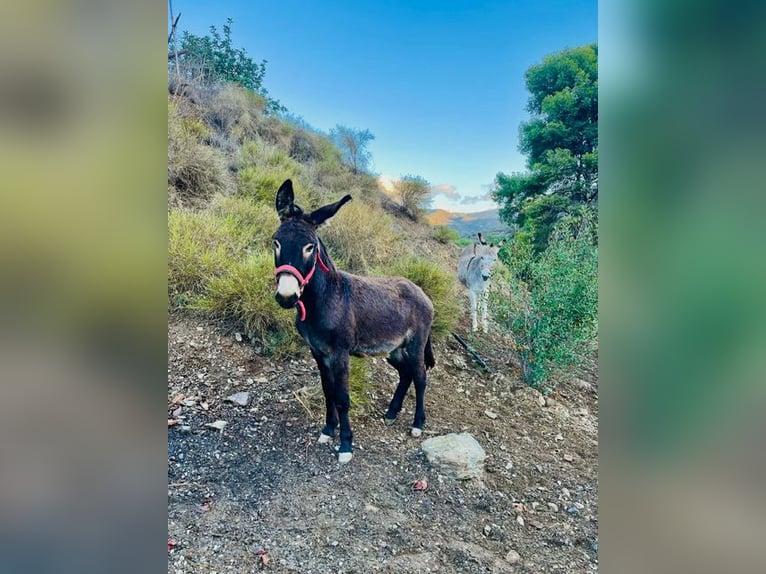 Donkey Mix Stallion 2 years 11,2 hh Bay-Dark in MalagaMalaga
