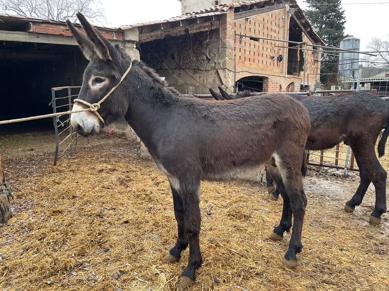 Donkey Stallion 2 years 13,3 hh Black in BERGA, BARCELONA