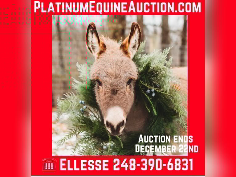 Donkey Stallion 2 years 6,1 hh Grey in Howell, MI