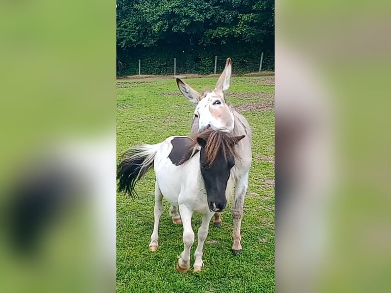 Donkey Stallion 3 years 10 hh Pinto in S&#xFC;sel