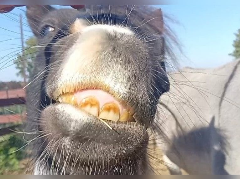 Donkey Stallion 3 years 10 hh Pinto in S&#xFC;sel