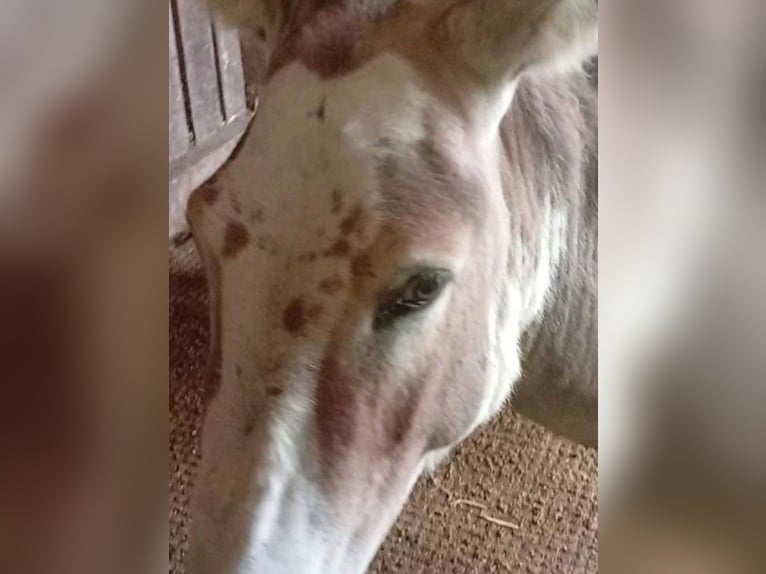 Donkey Stallion 3 years 10 hh Pinto in S&#xFC;sel