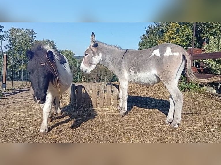 Donkey Stallion 3 years 10 hh Pinto in S&#xFC;sel