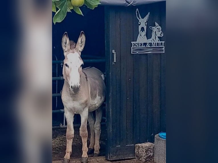 Donkey Stallion 3 years 10 hh Pinto in S&#xFC;sel