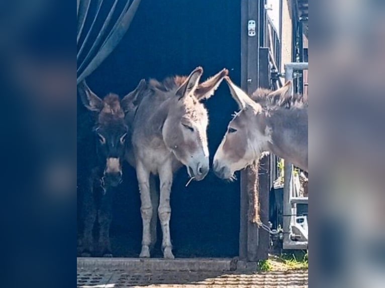 Donkey Stallion 3 years 10 hh Pinto in S&#xFC;sel