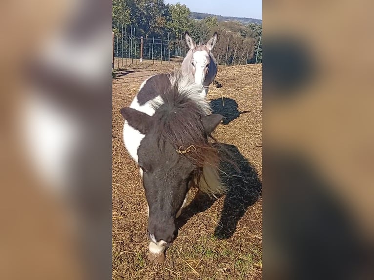 Donkey Stallion 3 years 10 hh Pinto in S&#xFC;sel