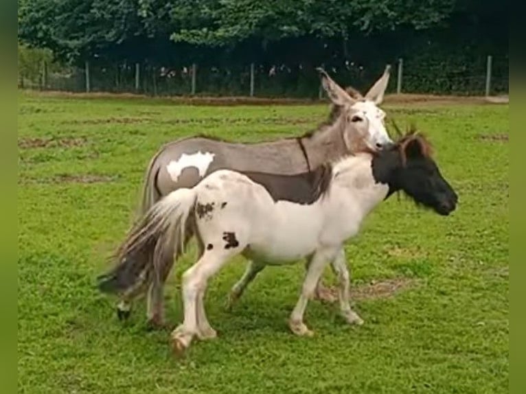 Donkey Stallion 3 years 10 hh Pinto in S&#xFC;sel