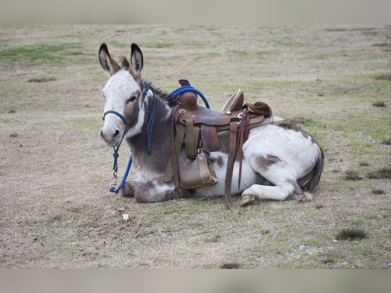 Donkey Stallion 3 years 10 hh Pinto in Sulphur Springs