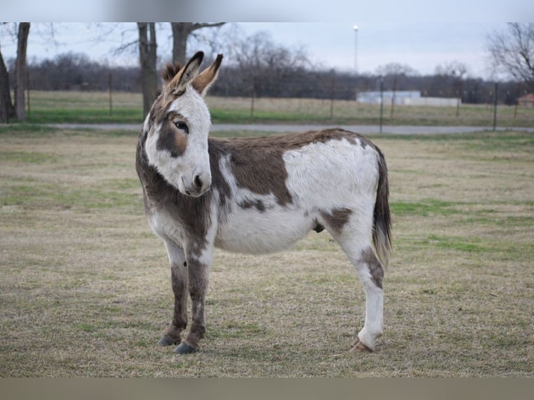 Donkey Stallion 3 years 10 hh Pinto in Sulphur Springs