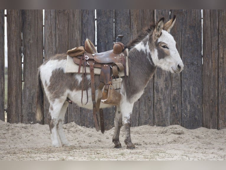Donkey Stallion 3 years 10 hh Pinto in Sulphur Springs