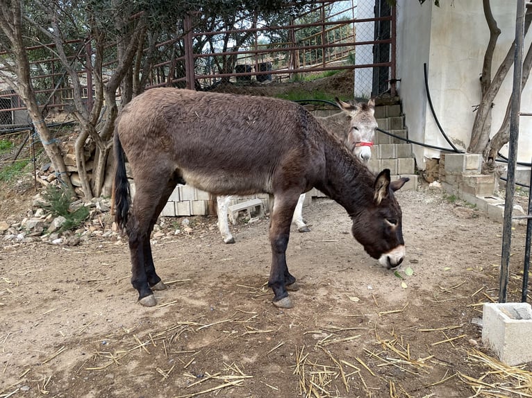 Donkey Mix Stallion 3 years 11,2 hh Bay-Dark in MalagaMalaga