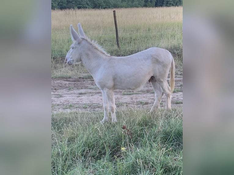Donkey Stallion 3 years 12,1 hh Cremello in Salomvar