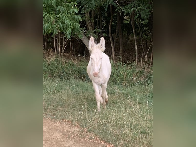 Donkey Stallion 3 years 12,1 hh Cremello in Salomvar
