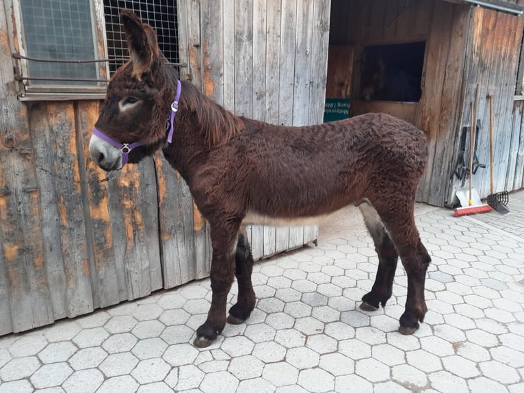 Donkey Stallion 3 years 14,1 hh Smoky-Black in Garmisch-Partenkirchen