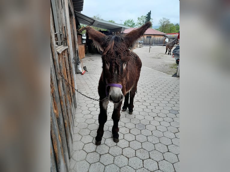 Donkey Stallion 3 years 14,1 hh Smoky-Black in Garmisch-Partenkirchen