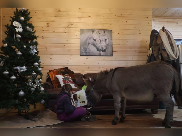 Donkey Stallion 3 years 6,1 hh Grey in Howell, MI