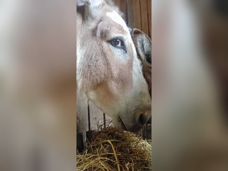 Donkey Stallion 3 years Pinto in S&#xFC;sel