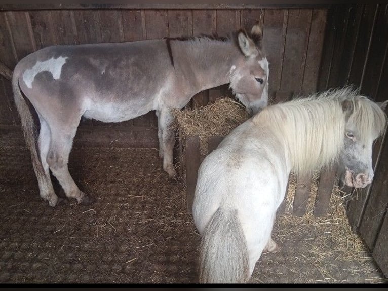 Donkey Stallion 3 years Pinto in S&#xFC;sel