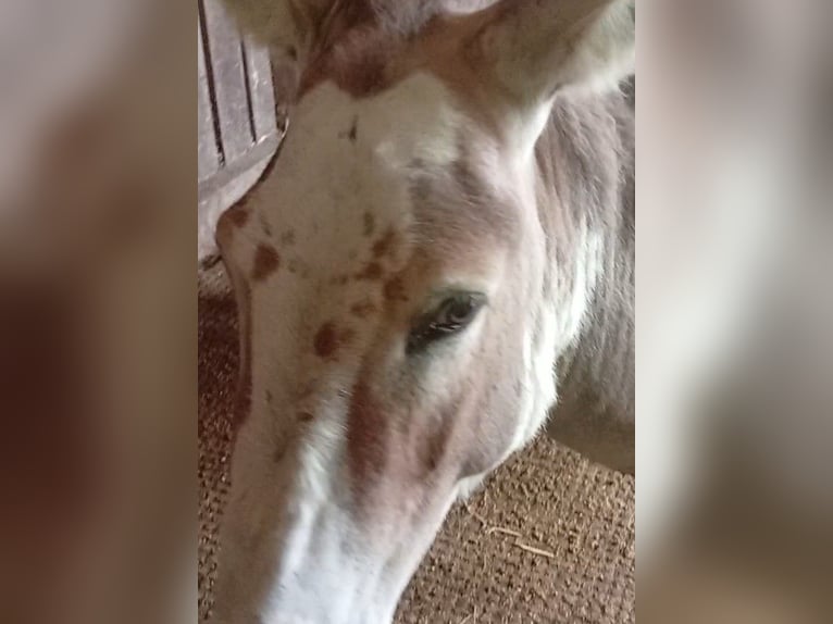 Donkey Stallion 3 years Pinto in S&#xFC;sel