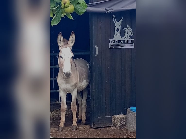 Donkey Stallion 3 years Pinto in S&#xFC;sel
