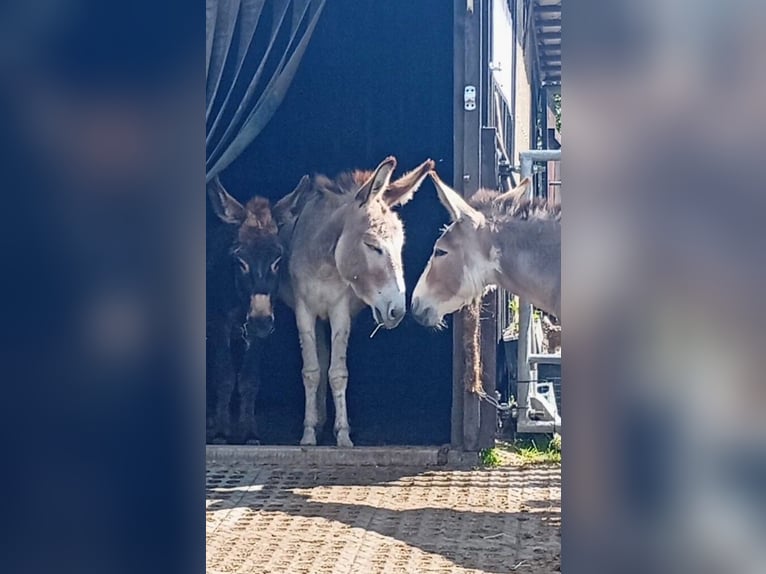 Donkey Stallion 3 years Pinto in S&#xFC;sel