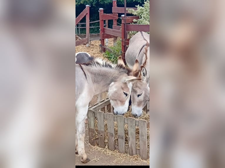 Donkey Stallion 3 years Pinto in S&#xFC;sel