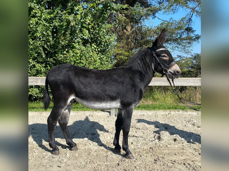 Donkey Stallion 4 years 11,2 hh Black in Süderlügum