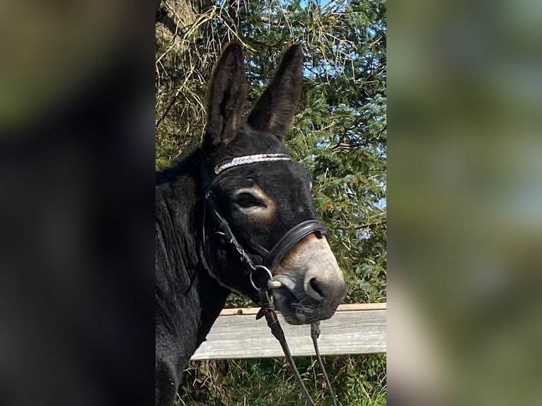 Donkey Stallion 4 years 11,2 hh Black in Süderlügum