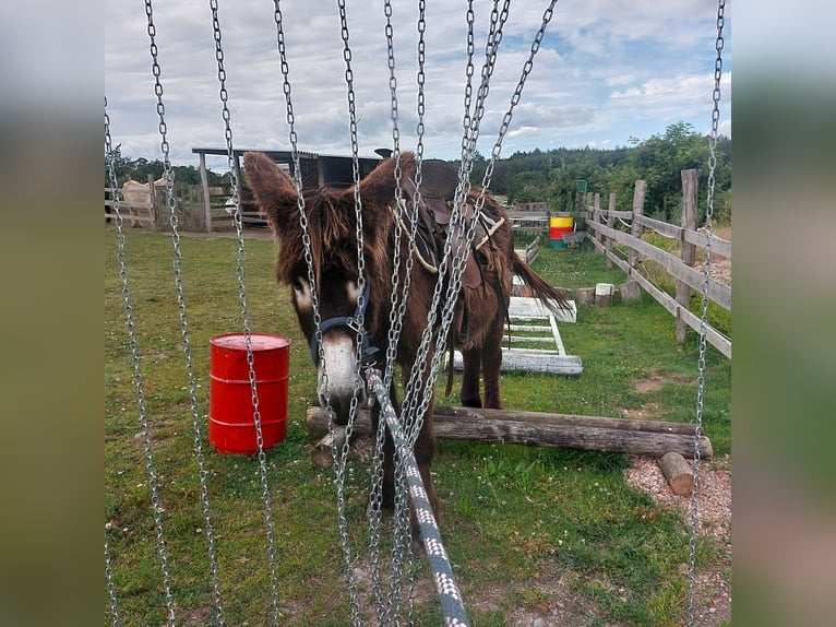 Donkey Stallion 4 years 13,1 hh Brown in SVÁROV