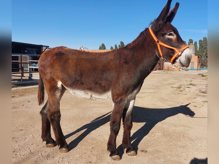 Donkey Stallion 4 years 14,3 hh Black in BERGA, BARCELONA