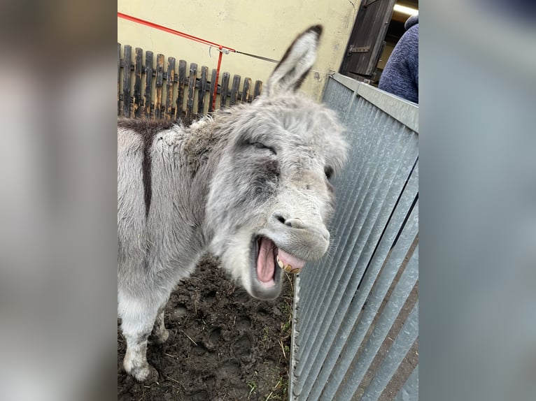 Donkey Stallion 4 years 9,2 hh  in Greppin