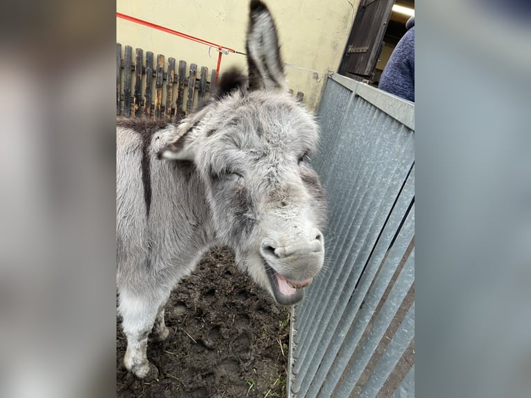 Donkey Stallion 4 years 9,2 hh  in Greppin
