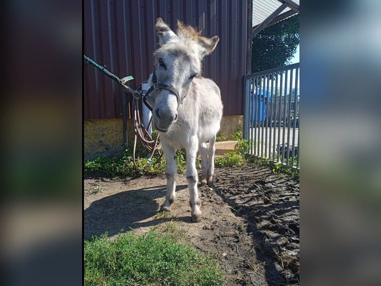 Donkey Stallion 4 years 9,2 hh  in Greppin
