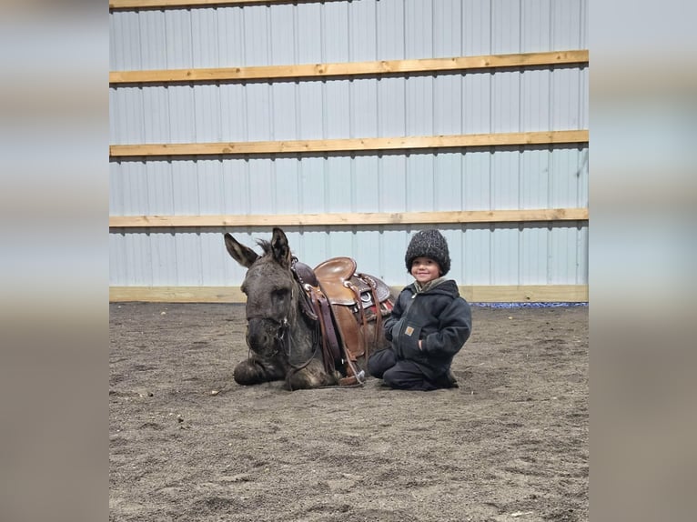 Donkey Stallion 5 years 10 hh Gray in Rebersburg, PA