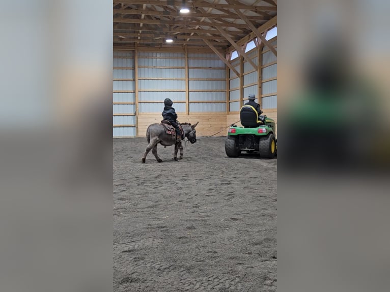 Donkey Stallion 5 years 10 hh Gray in Rebersburg, PA