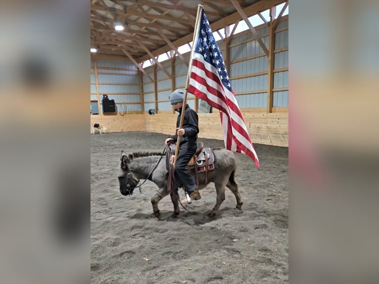 Donkey Stallion 5 years 10 hh Gray in Rebersburg, PA