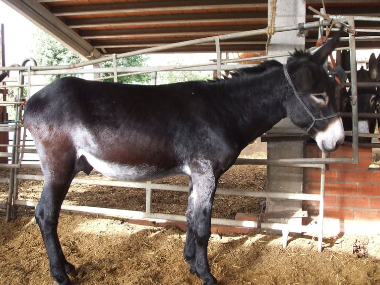 Donkey Stallion 5 years 14,1 hh Black in BERGA, BARCELONA