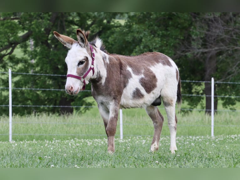 Donkey Stallion 5 years 8,1 hh Pinto in Purdy, MO
