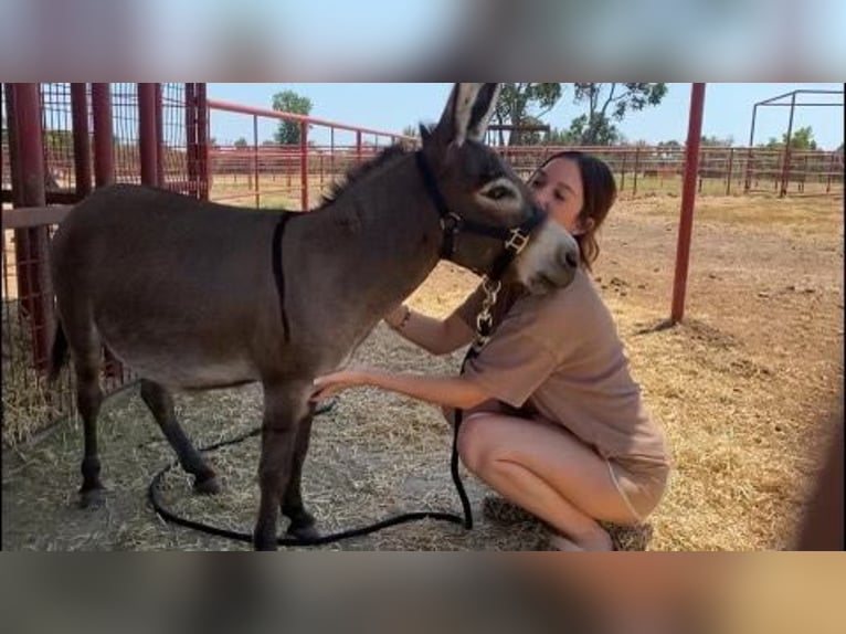 Donkey Stallion 5 years 8 hh Gray in Grand Saline