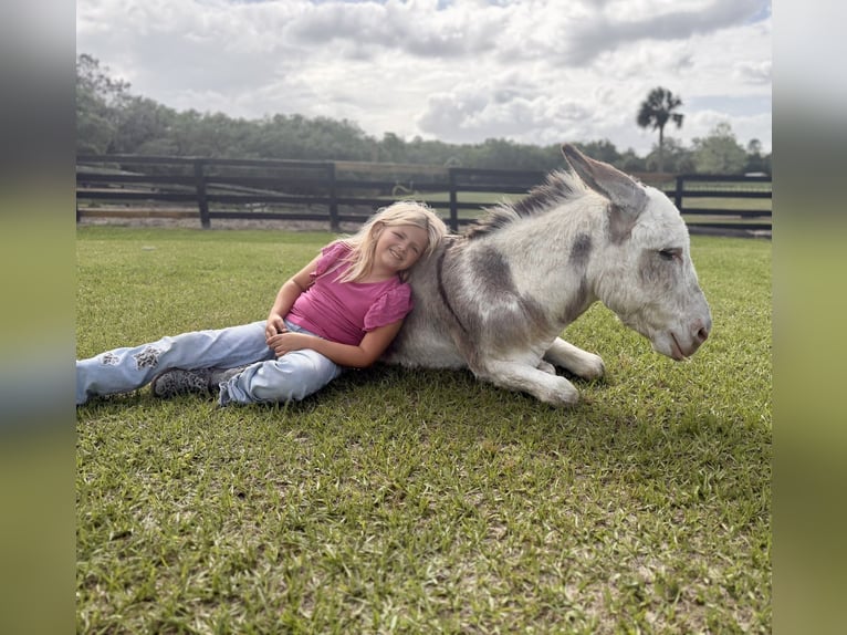 Donkey Stallion 5 years 9,2 hh Pinto in Ocala