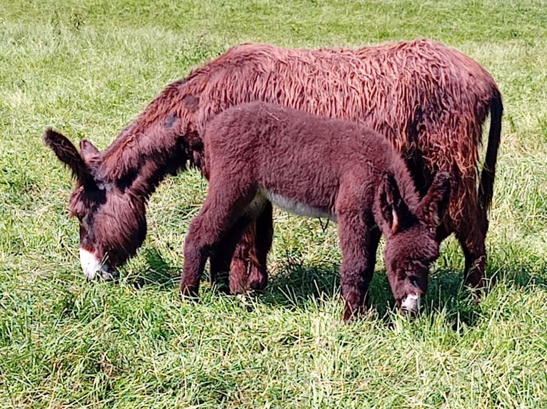 Donkey Stallion 6 years 12,2 hh Bay-Dark in Marly-Gomont