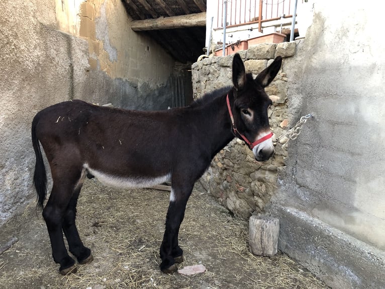 Donkey Stallion 6 years 14,2 hh Black in VelillaS