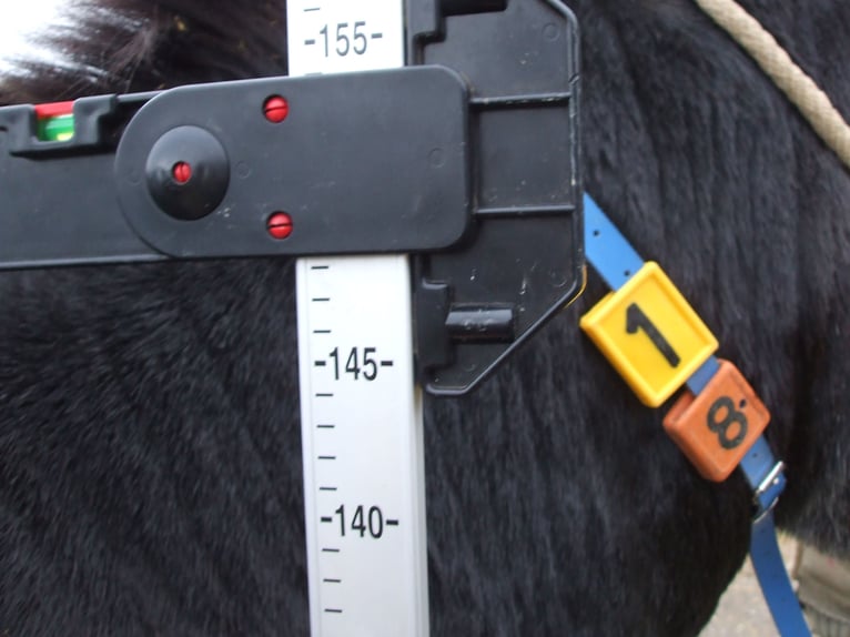 Donkey Stallion 6 years 14,3 hh Black in BERGA, BARCELONA
