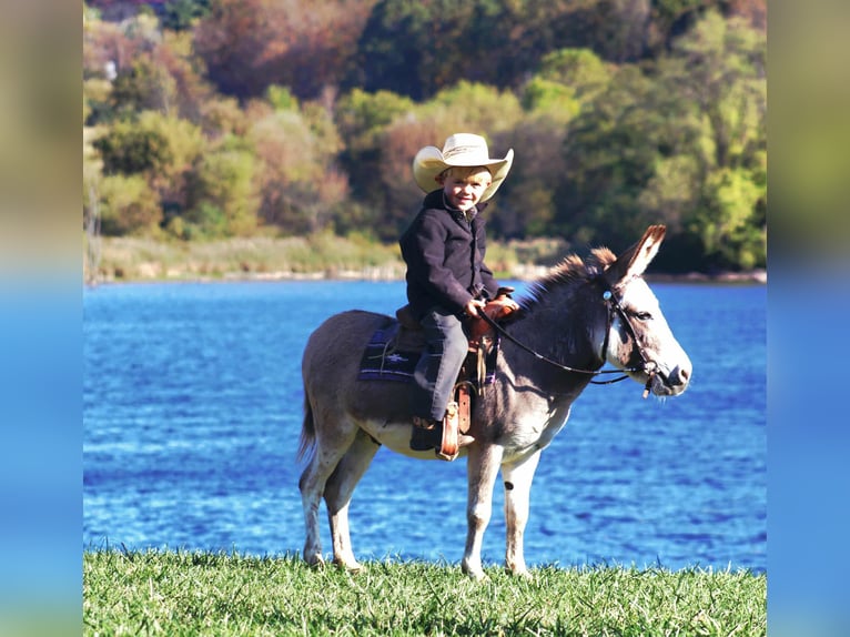 Donkey Stallion 6 years 8 hh Grey in Rebersburg