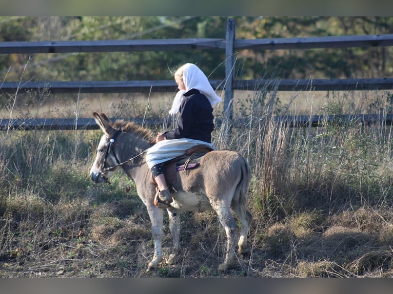 Donkey Stallion 6 years 8 hh Grey in Rebersburg